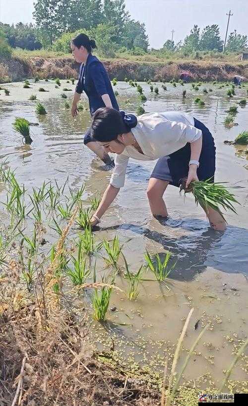 浪漫插秧与亲密插秧在体验与情感上的差异