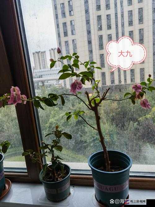 第一百三十六章 开花苞 上：花苞绽放之奇妙历程