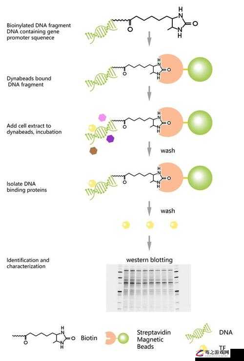 DNA 非特异性杂交：深入探究其原理与应用价值