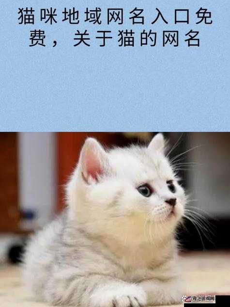 猫咪最新地域网名是什么啥：探索猫咪网名背后的地域特色