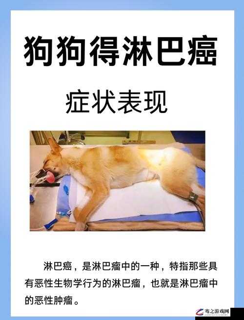 狗狗身体某东西又硬又烫该如何应对呢