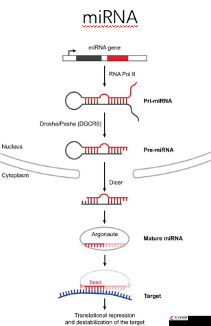 RNA 与 cDNA 杂交：探索基因表达调控的关键机制