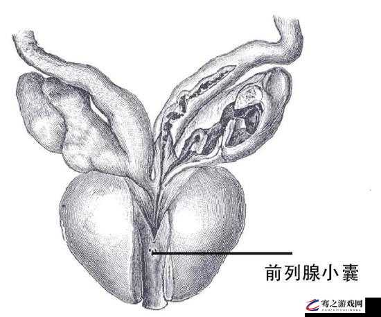 男人的私密探索：探究男性生殖器官的奥秘