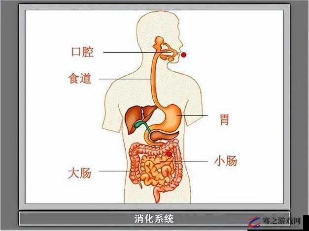 吃饭时某处紧密连接在一起：探寻食物与身体的奇妙连接