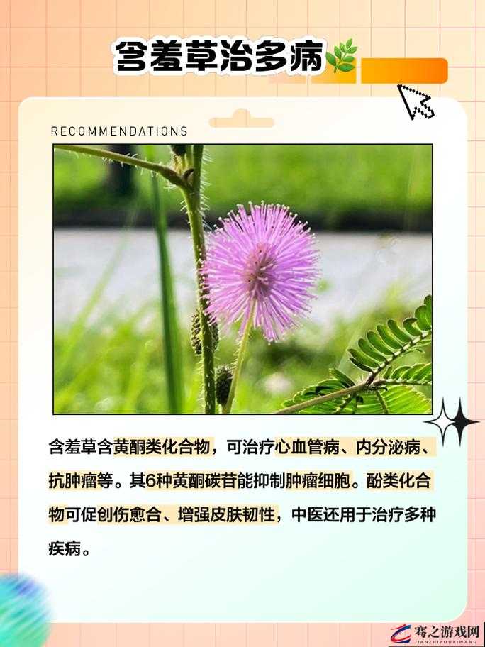 含羞草的作用-探秘这种神奇植物的诸多奇妙用途