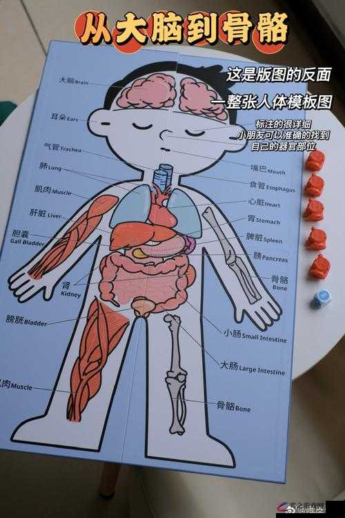 关于西西 114 人体的相关探讨与认知