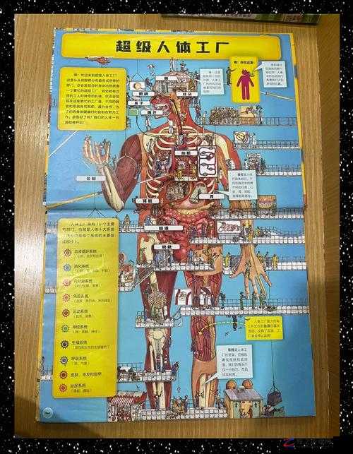 探索人体奥秘：揭秘真实的人体结构和生理机能