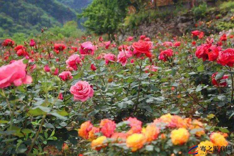 探索新洲区香草伊甸园景区：邂逅香草花海，感受自然之美