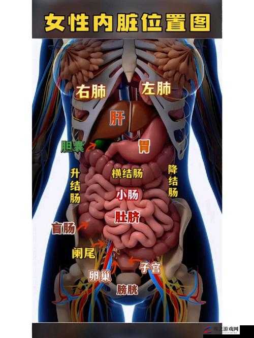 男人将其器官深入特定部位所带来的益处探讨