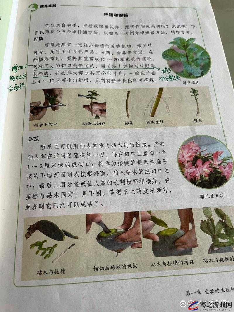 在床上的 72 种扦插方法：探索植物繁殖的多样途径