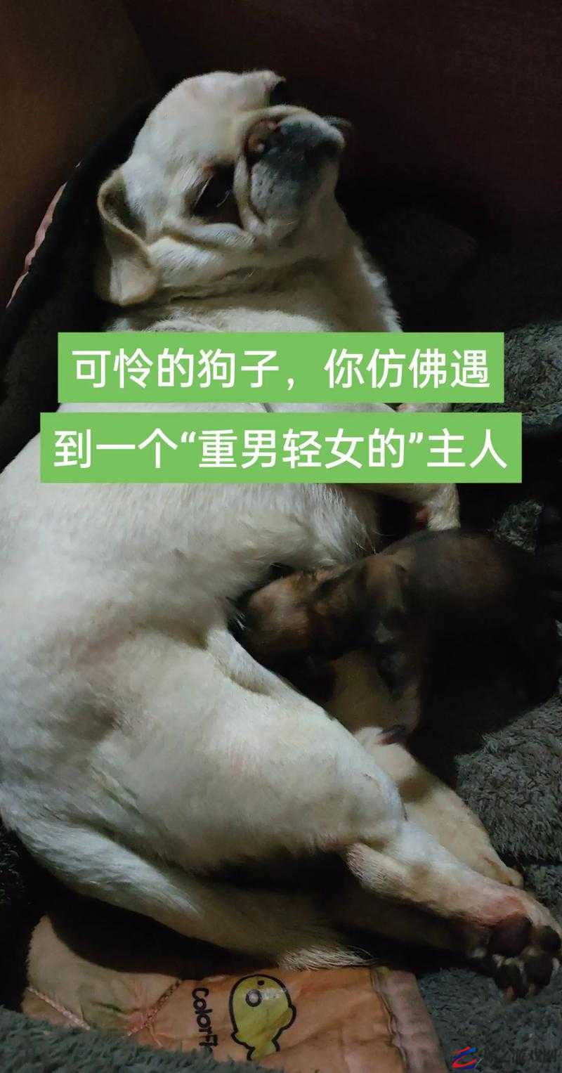 婆婆与我的狗老公该如何相处探讨