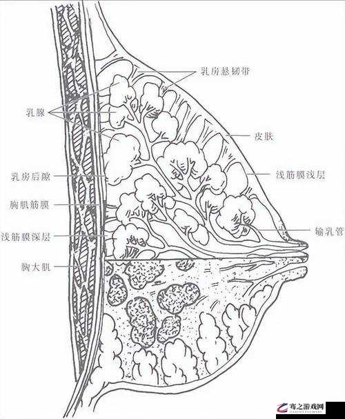 两个奶被揉得又硬又翘怎么回事：揭秘女性乳房的奇妙变化