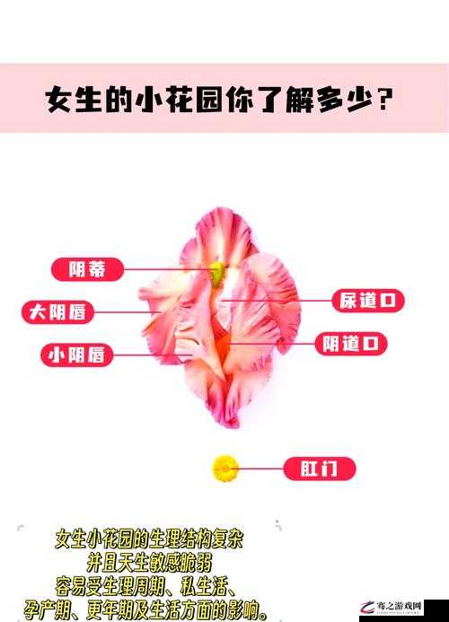 吸小花园的方法：详细步骤与实用技巧全解析