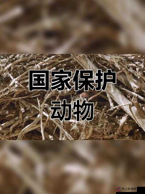 美国 ZOOM 动物：动物保护与生态平衡的启示