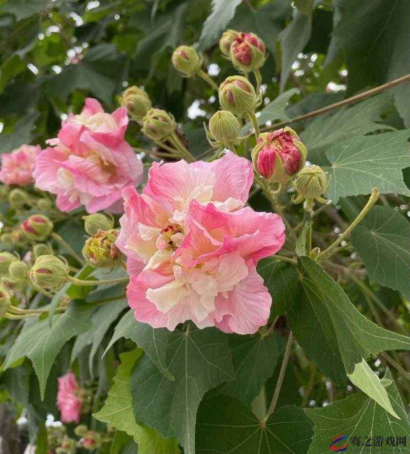 2025年蛇年春节期间妄想山海芙蓉花束制作与芙蓉花寻觅全攻略