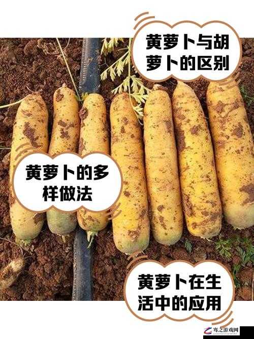 八黄萝卜不盖被子行吗：探讨植物生长环境的重要性