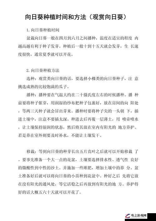 悠长假期里如何种植向日葵，全面解析向日葵的种植技巧与要点